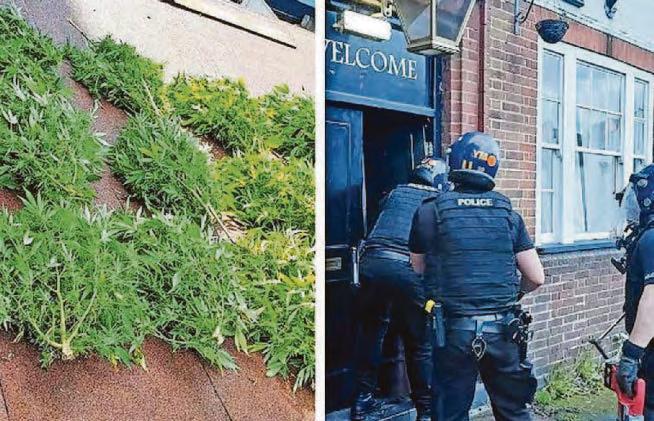 Pub cannabis farm would be 'blindingly obvious' court told