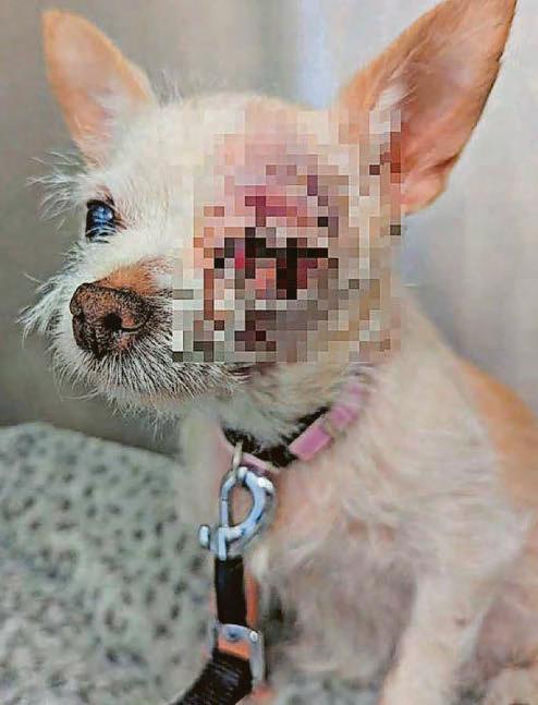 Couple's dogs died after being struck