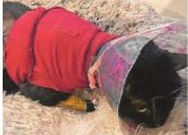 Cash for Tilly's vet bill would be purr-fect!