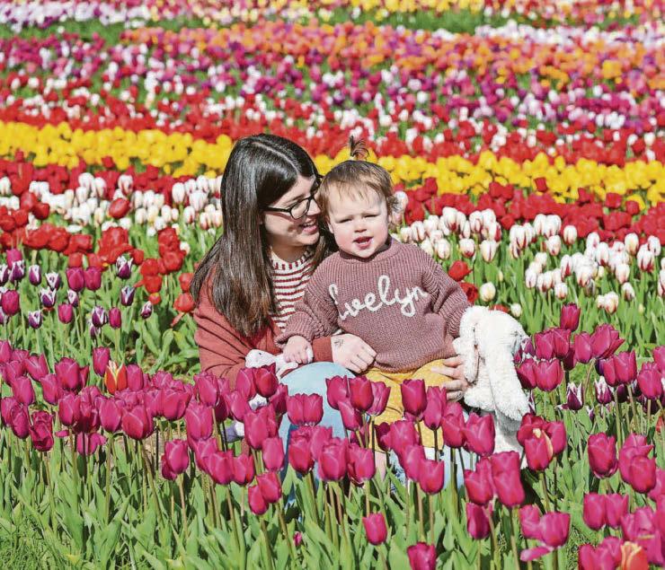 Bloomin' brilliant day with half a million tulips