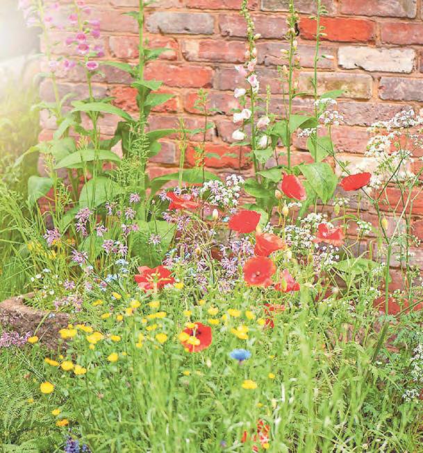 Gardeners urged to join no-mow May