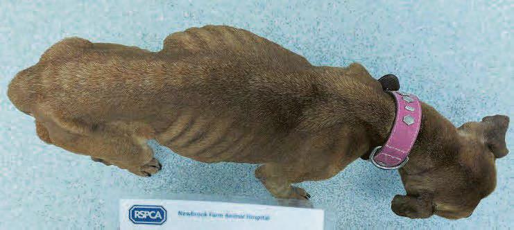 Kennels boss banned after 3 dogs suffered