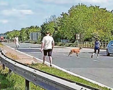 M-way closures get your GOAT on Bank Holiday!