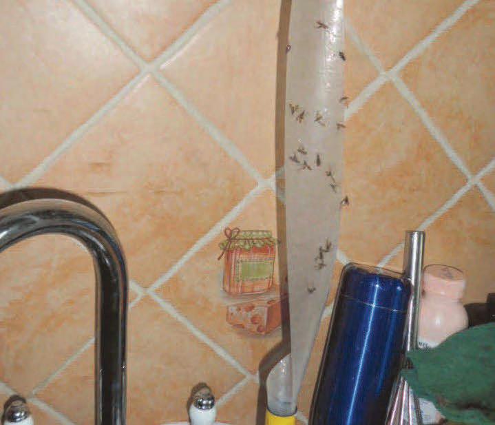Return of the fly