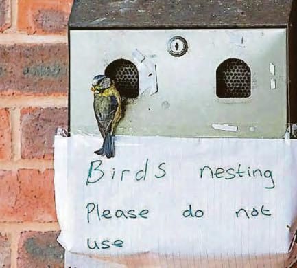 Blue tits set up home in ashtray outside village hall
