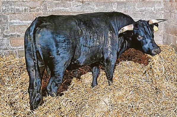 Animal sanctuary gives runaway abattoir bull a home