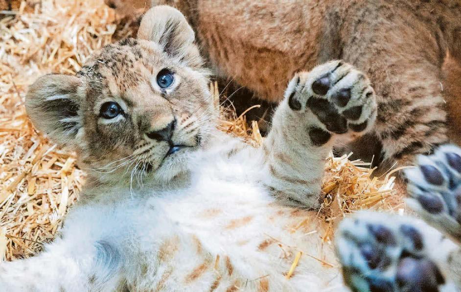 CUTE AND CUB-LY