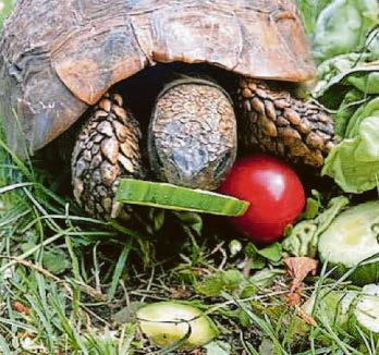 Ginger was not in any hurry to find a new mate