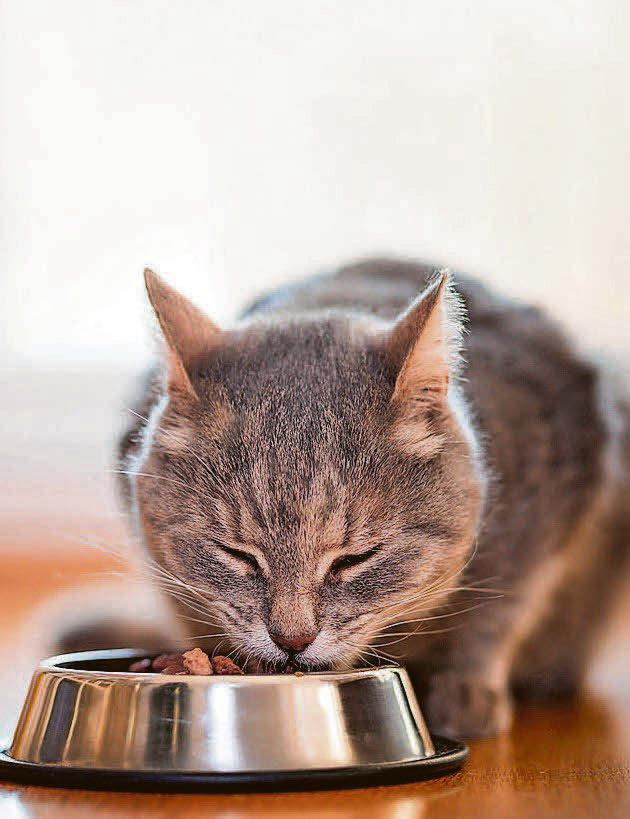 Cat's thyroid is overactive