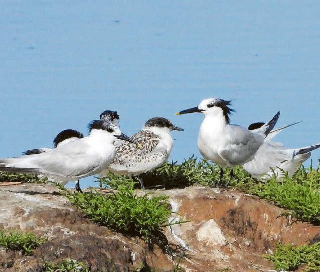 Nature reserve sees increase in sandwich tern fledglings