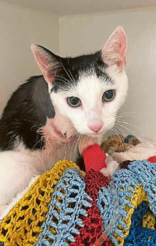 Heartbreak after '2 cats shot dead' and third has its 'leg amputated'