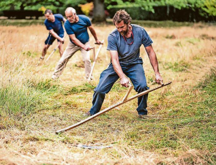 King's species-rich wildflower meadow cut back in scything