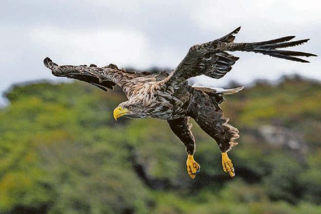 A wing and a prayer