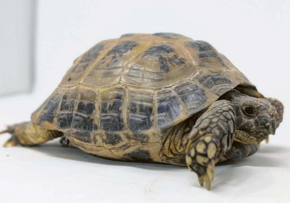 Stolen tortoise Tonks is returned safe and sound