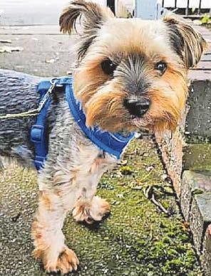 Woman in desperate plea to dog snatcher