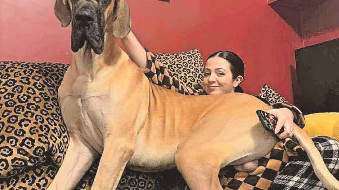 Meet Cooper, the giant dog who iust loves laps