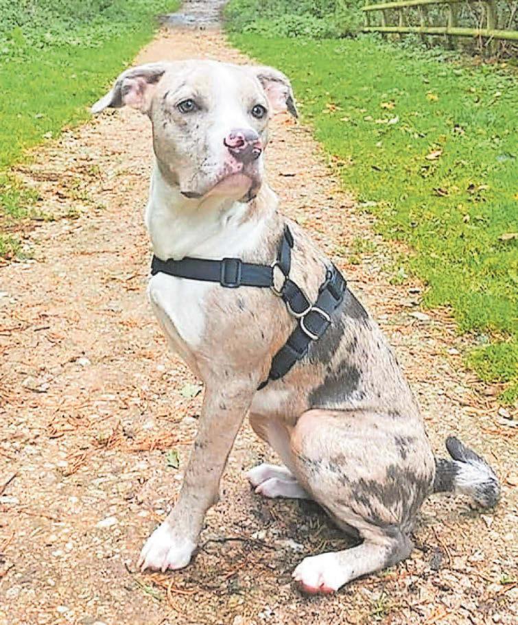 Adorable pooch loses a leg but finds new home