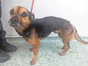 Couple who starved dog and kittens handed pets ban