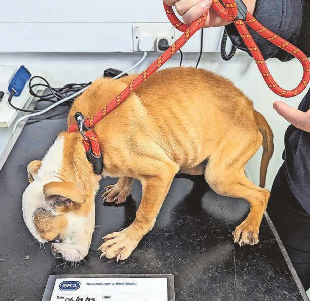 Mum hid underweight dogs from the RSPCA
