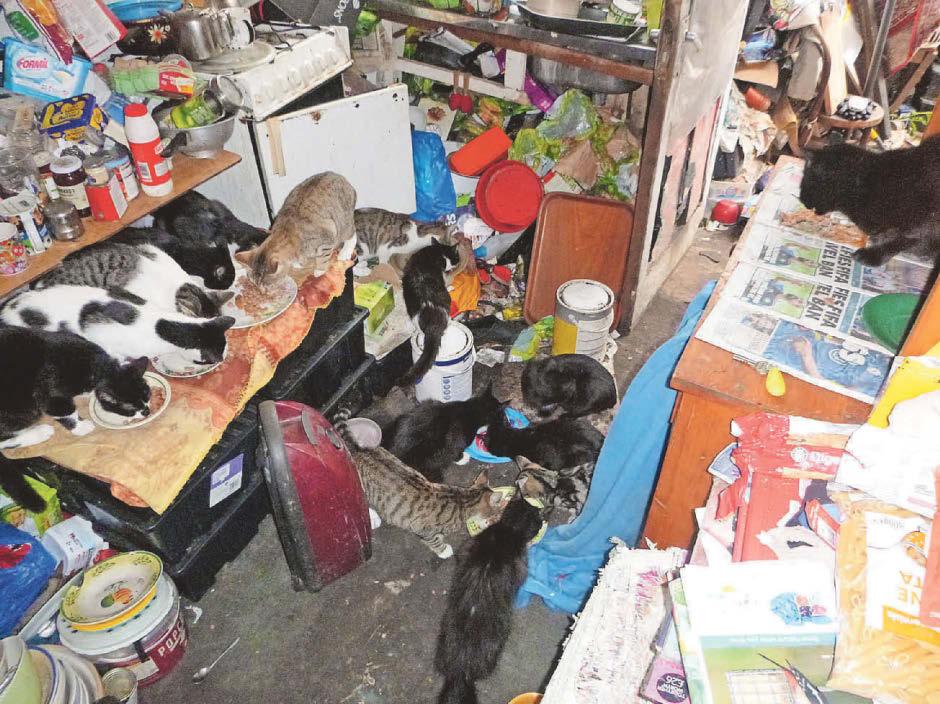 Mum caught with nine cats despite court ban