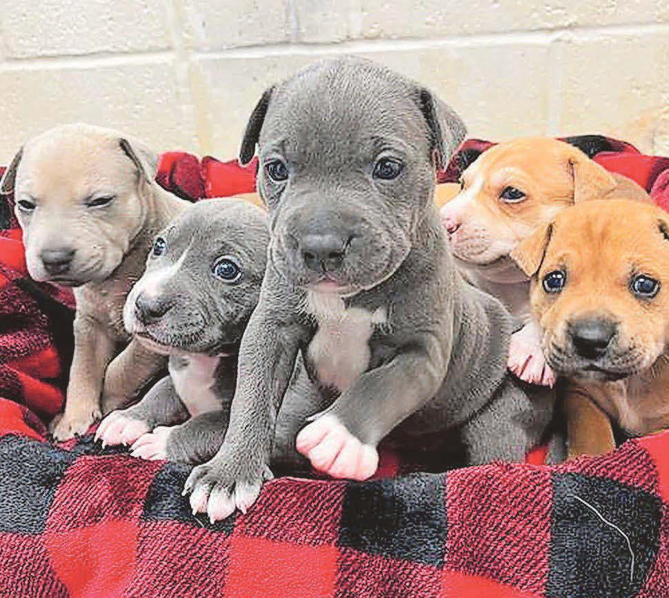 DUMPED... newborn pups rescued from bin