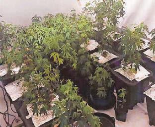 Police find cannabis farm