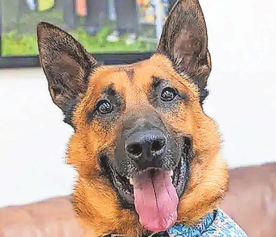 Cheeky O'Malley's still looking for new owner