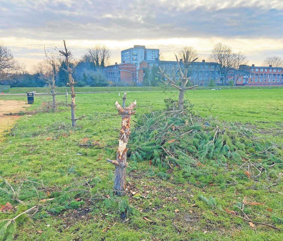 Residents distraught after trees destroyed