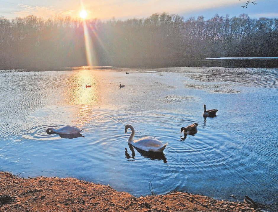 Country park warning after bird flu outbreak