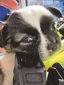 Woman arrested as stolen puppy found under clothes