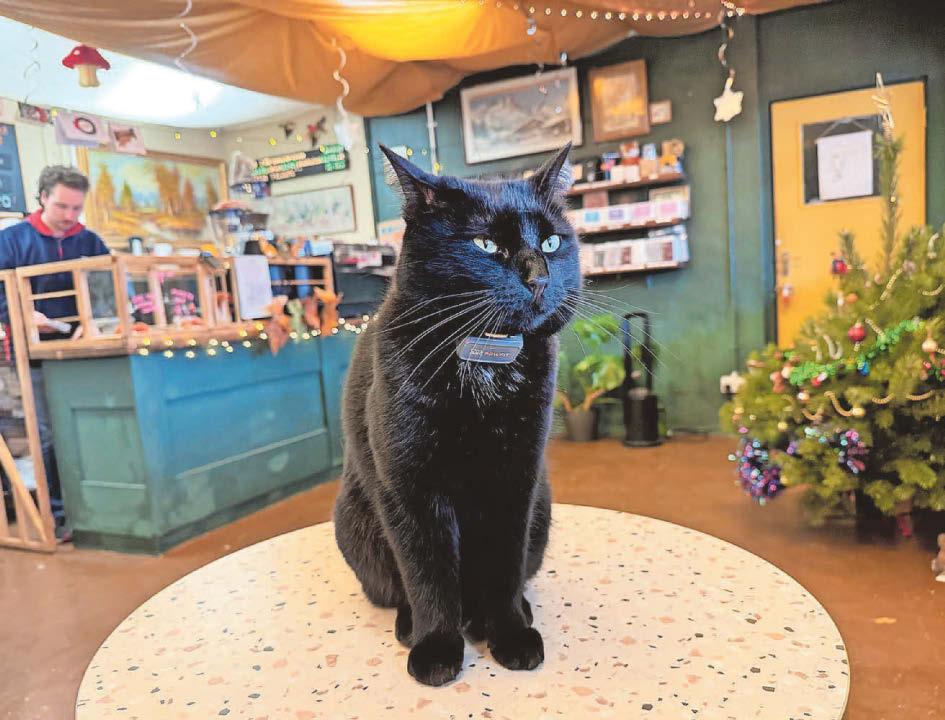 A purr-fect place for a cuppa and a cuddle