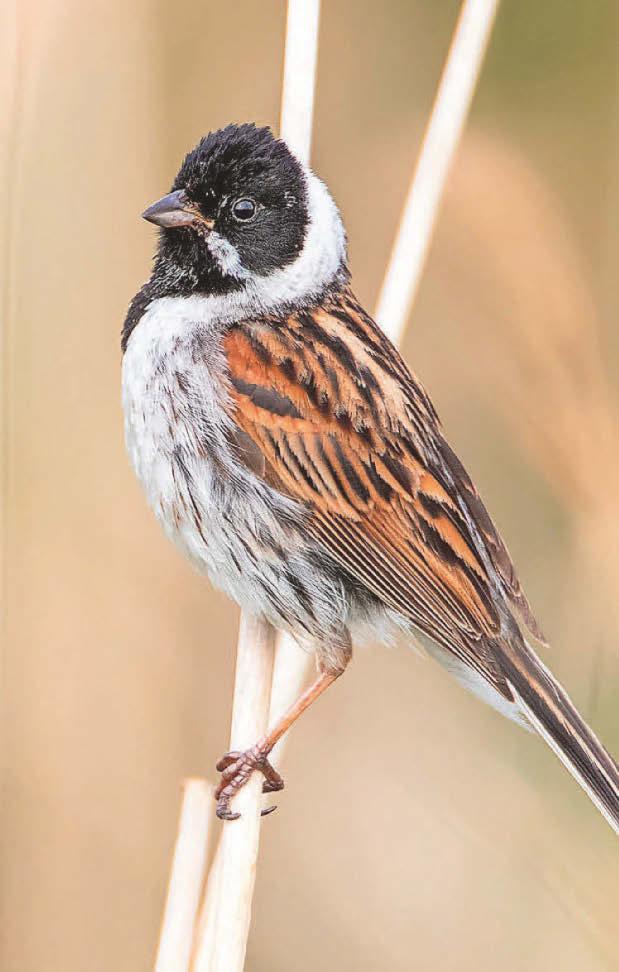 SEED SPIKES RIPPED OPEN SHOW A HEALTHY BUNTING POPULATION