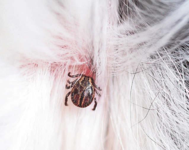 Tick list for prevention