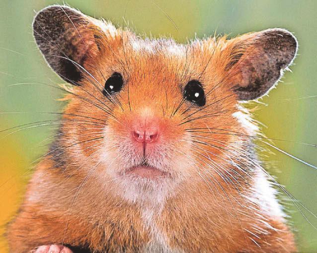 What's causing our hamster's patches?