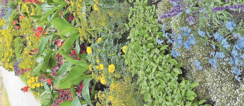 Top perennial pick and mix