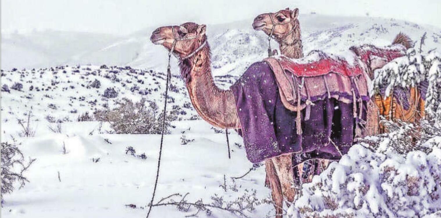 Snowy surprise