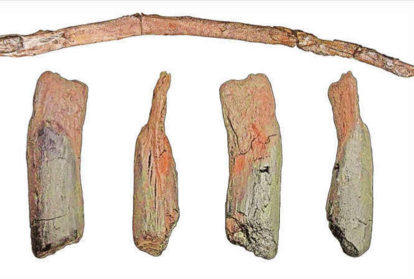 430,000-year-old wooden tools are oldest ever found