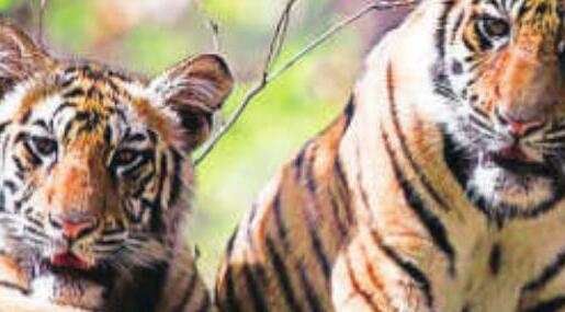 छह माह में 107 बाघों की मौत हुई, यह पांच वर्षों के दौरान सर्वाधिक