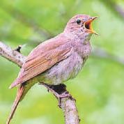 Symphony that's not to be missed