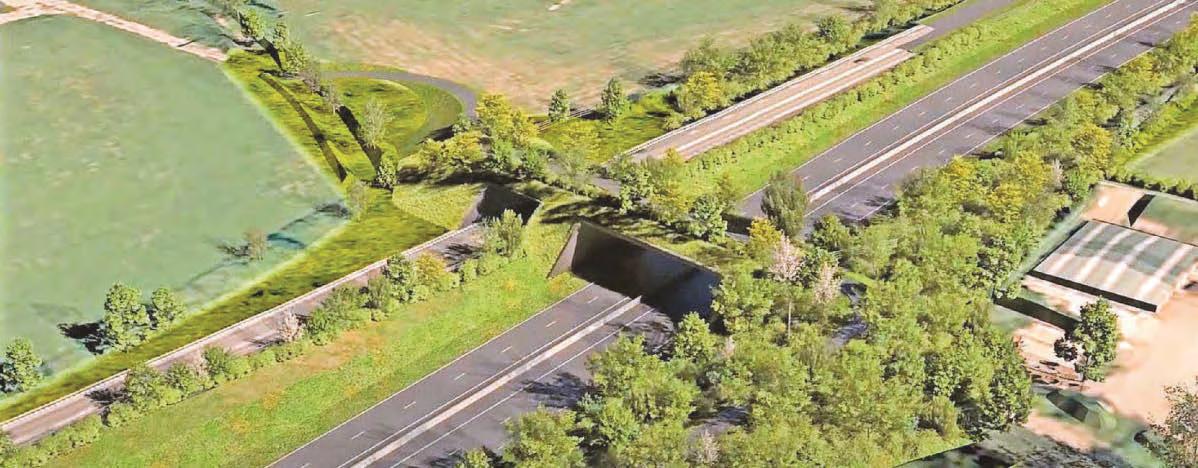 Living bridge created for wildlife