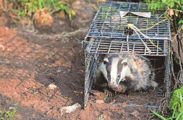 Vaccinations for bTB soar in bid to end badger culls
