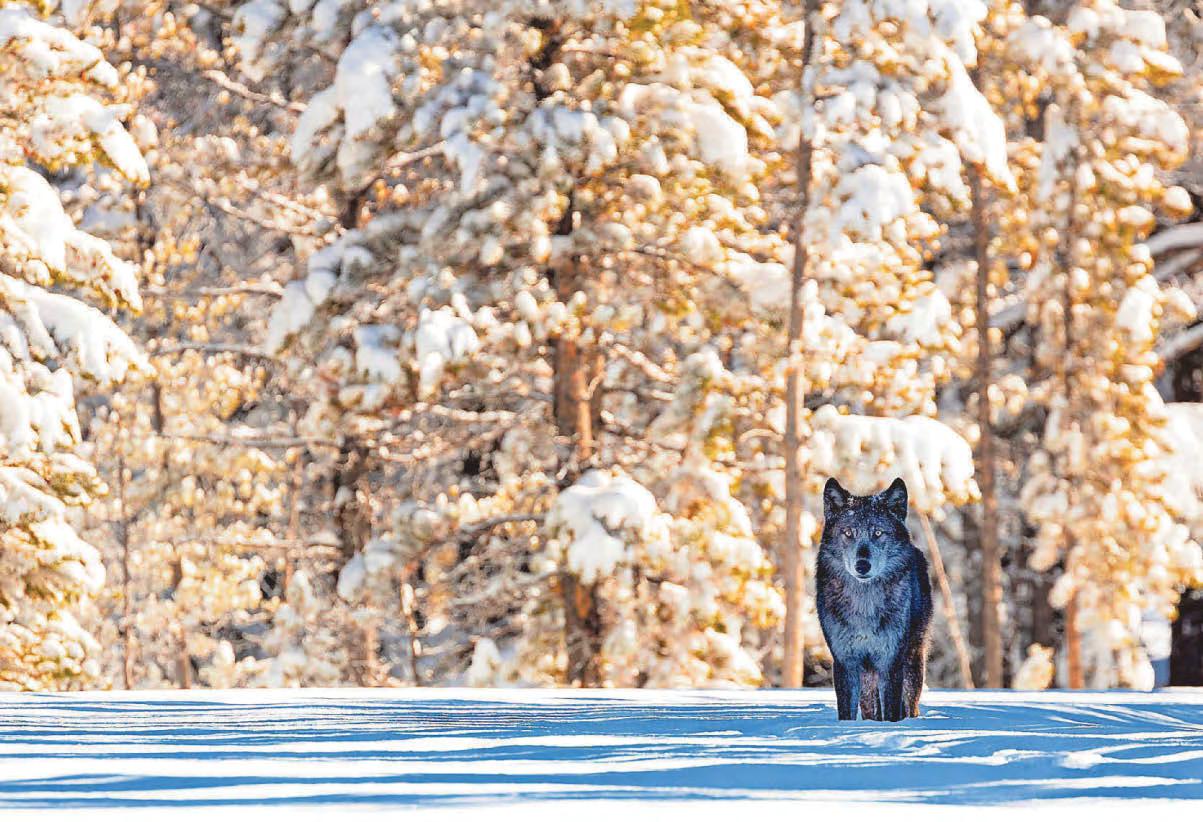 Take a walk on the wild side with exhibition at RAMM