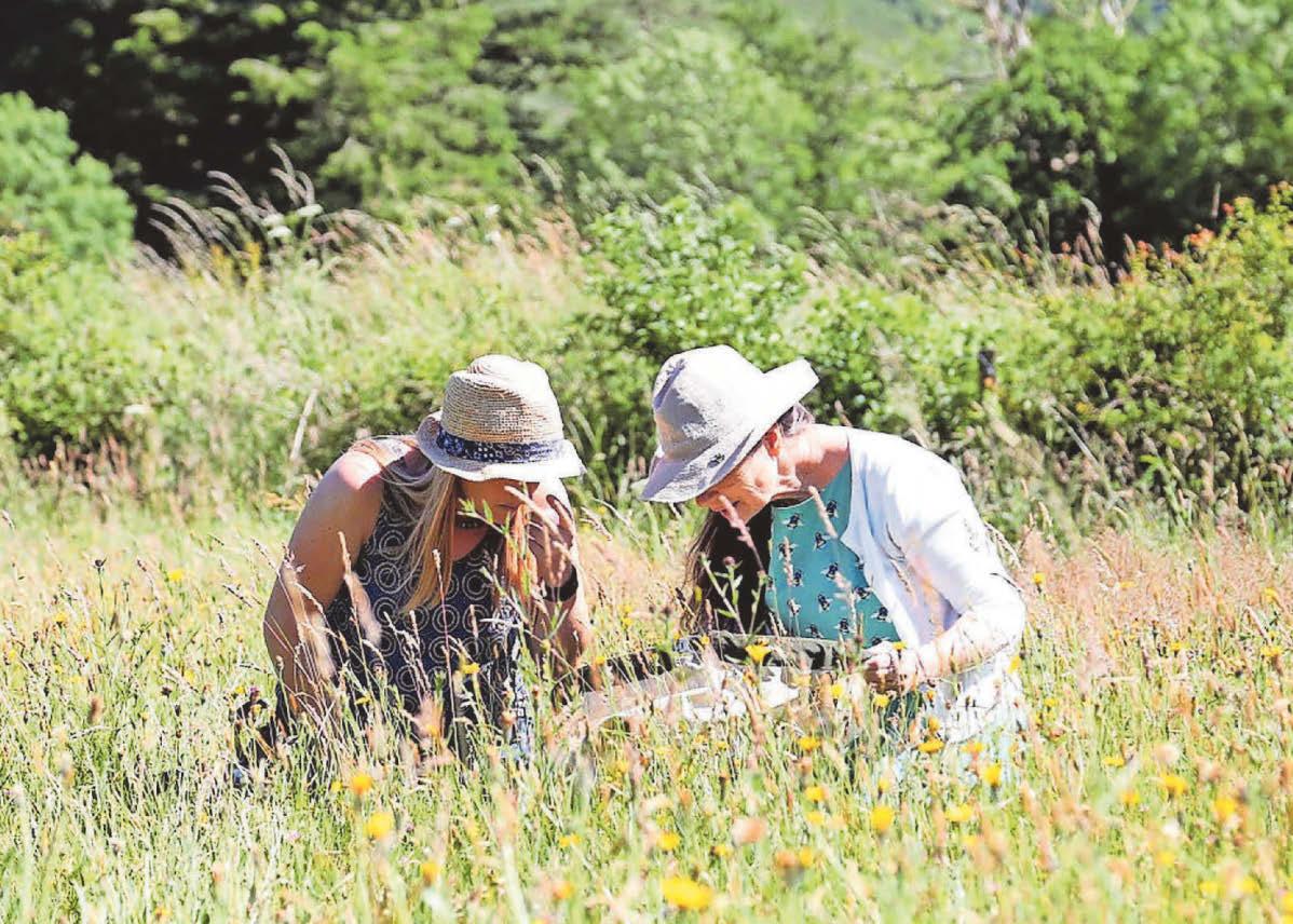 Three thousand acres of meadows blooming in Devon