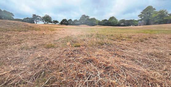 Locals dismayed as wildflower meadow is mown