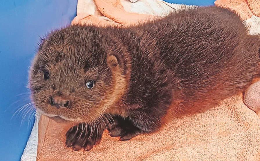 Lost otter cub found snoring with the flamingos