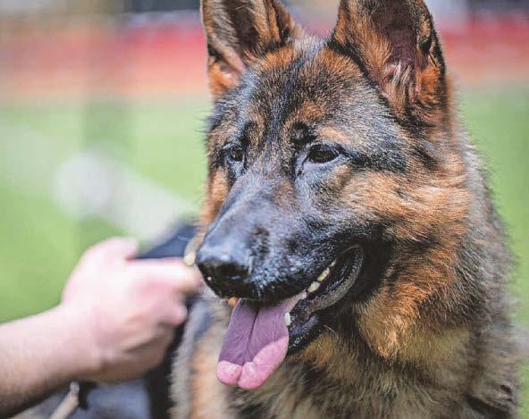 A therapy dog to replace poor service?