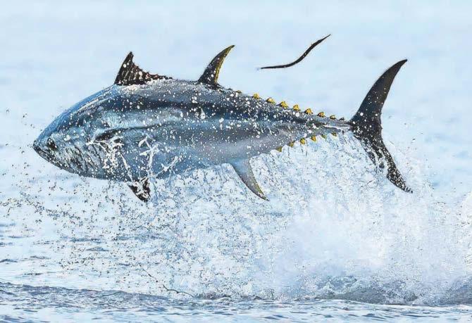 Bluefin catching contest ignores calls to cancel