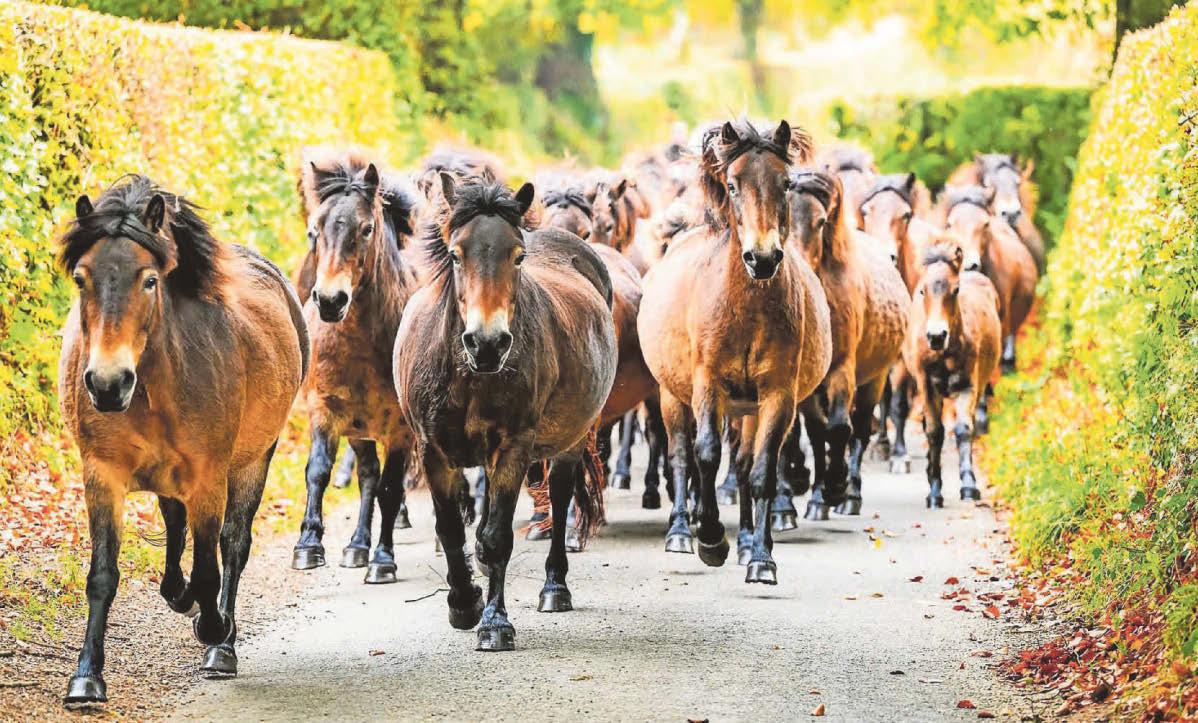 Annual round up of wild-roaming Exmoor ponies