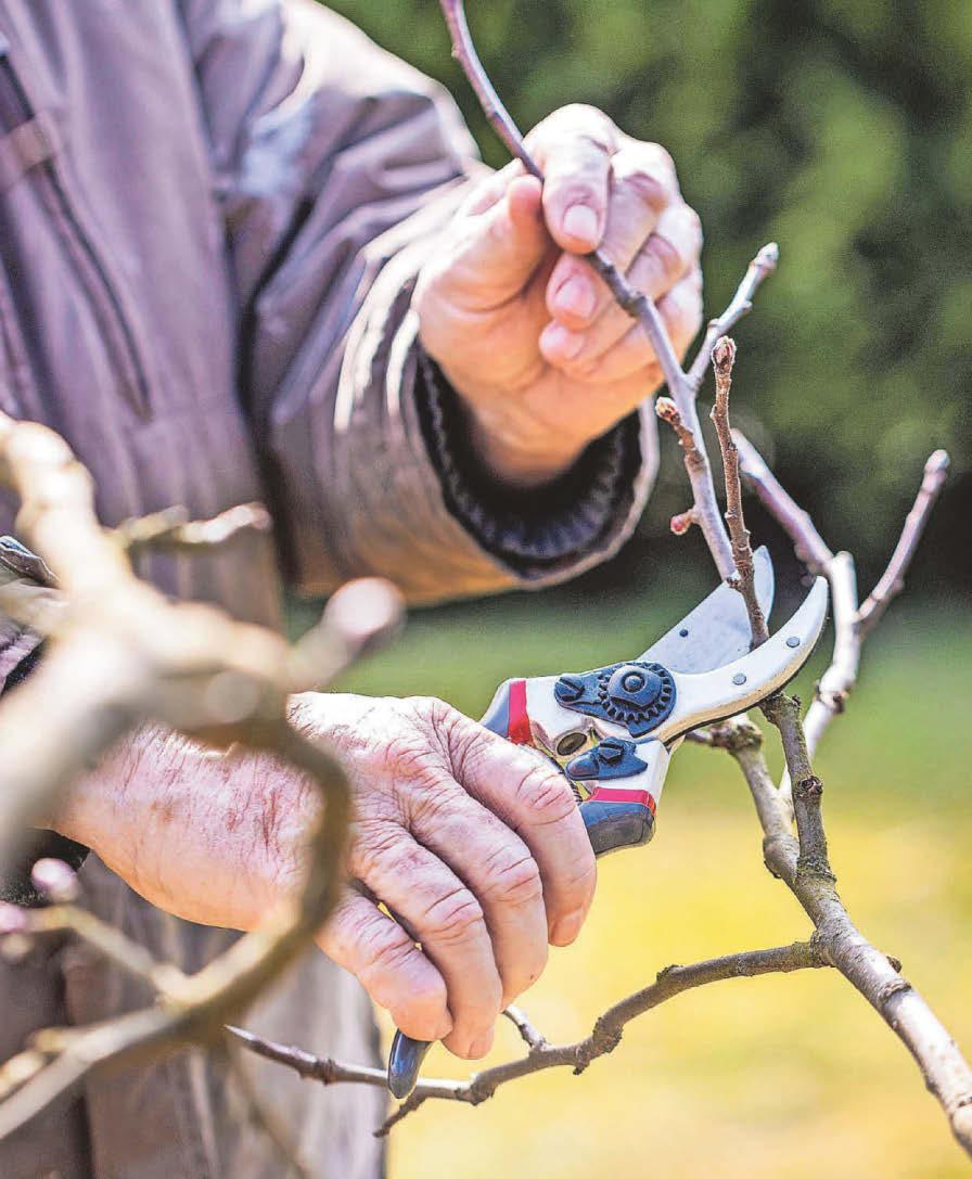Get those pruners ready, it will soon be February