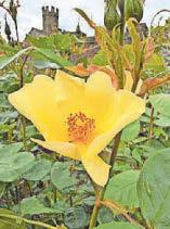 Roses in bloom after wet and warm spells